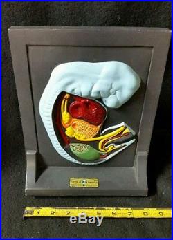 Vintage Turtox Jewell Embryology Anatomical Model