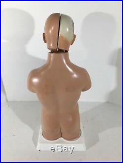 Vintage Unisex Torso And Head Anatomy Display Model