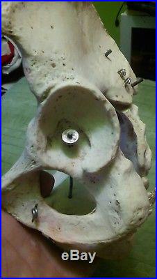 Vintage antique Anatomical skeleton pelvis 1850-1900