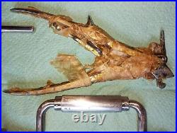 Vintage medical instrument, RARE