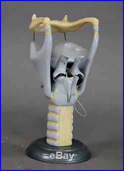 Vintage model of the larynx by Phywe, ca. 1960