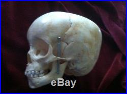 Vintage rare Beauchene Human skull 4 year old