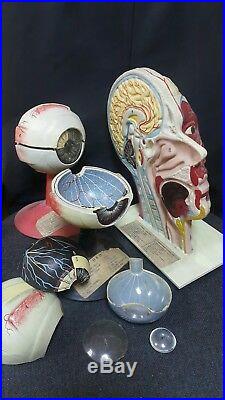 Vntg. Human Head Brain Anatomical Model Tabletop Education School Lab Desktop